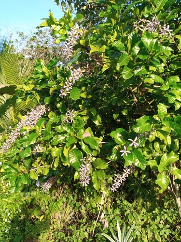 Petrea volubilis