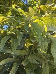 Casimiroa