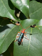 Paromoeocerus