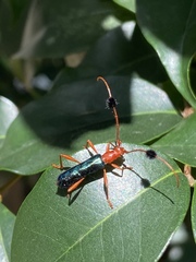 Paromoeocerus