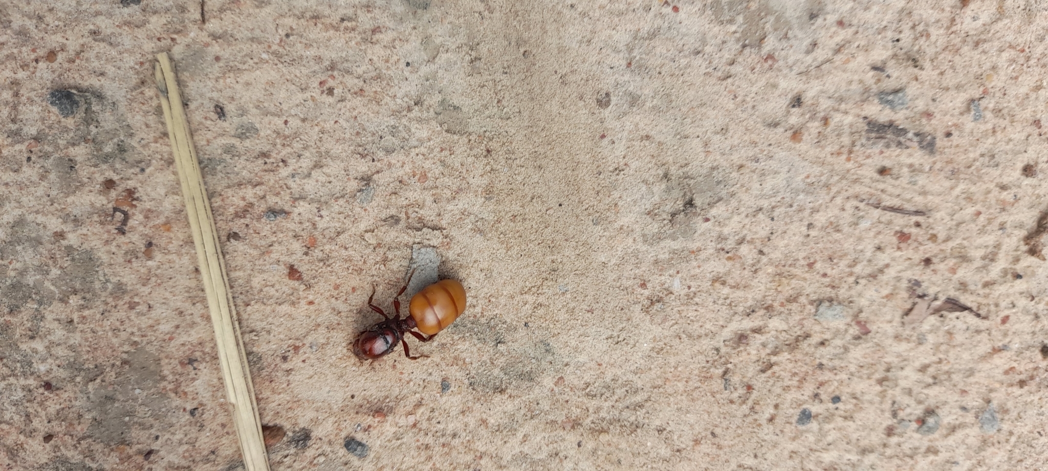 Carebara ampla