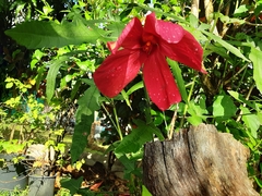Musk Mallow (Abelmoschus moschatus)