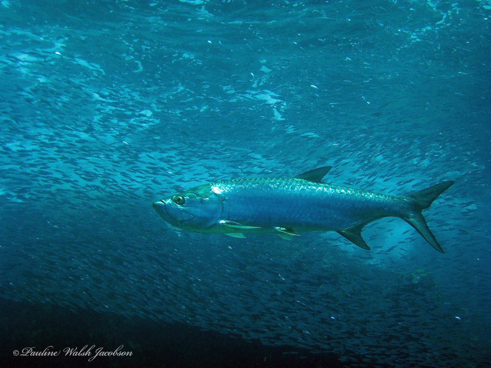 Tarpon swimming in open blue water with a dense school of small fish behind it, off St John in the US Virgin Islands