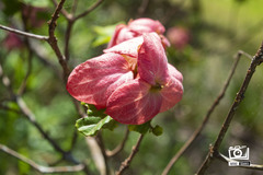 Mussaenda philippica