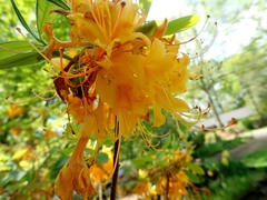 Rhododendron calendulaceum