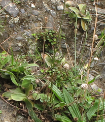 Craspedia uniflora maritima