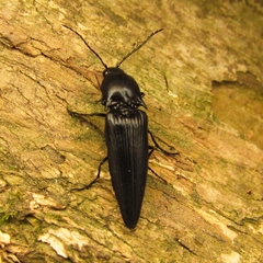 Elateridae