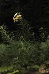 Lilium kesselringianum
