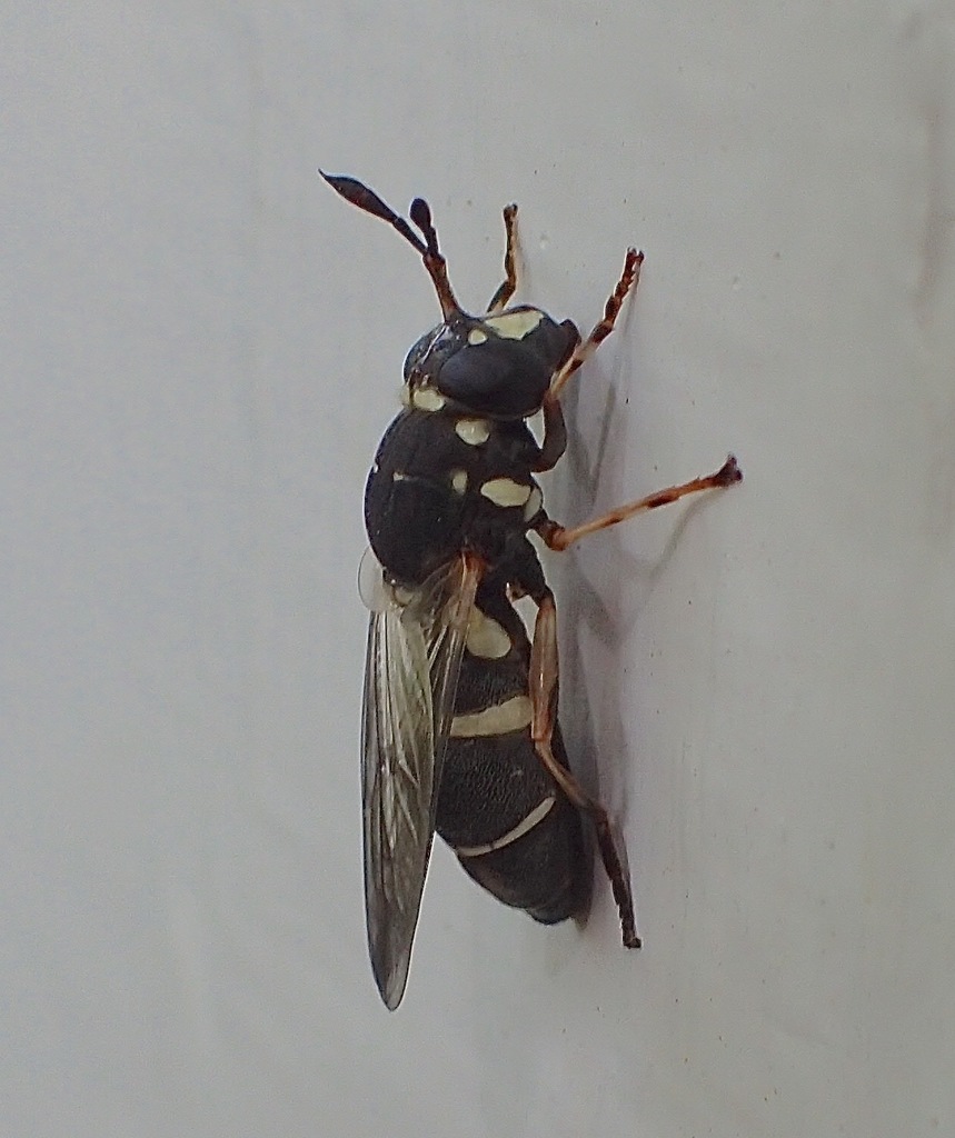 Ivory-ringed Wasp Fly