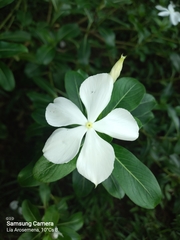 Catharanthus roseus image