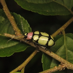 Omophoita octoguttata