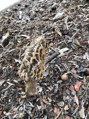 Morchella