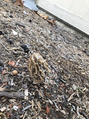 Morchella