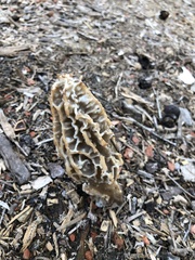 Morchella