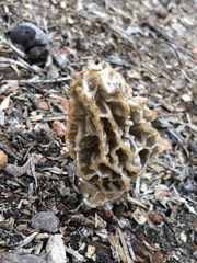 Morchella