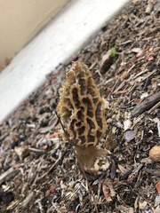 Morchella