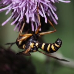 Conops scutellatus