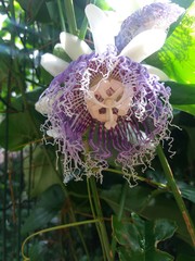 Passiflora nitida