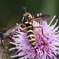 Conops scutellatus