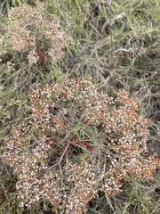 Eriogonum multiflorum