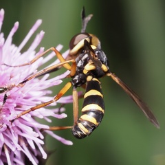 Conops scutellatus