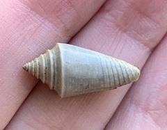 Conasprella stearnsii