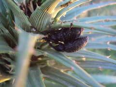 Heilipodus scabripennis