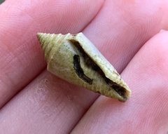 Conasprella stearnsii