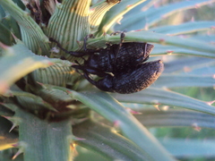 Heilipodus scabripennis