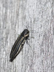 Agrilus bilineatus