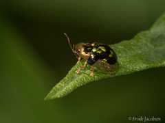 Deloyala guttata