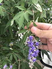 Vitex agnus-castus
