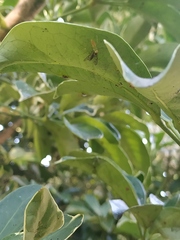 Lyssomanes pauper