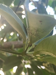 Lyssomanes pauper