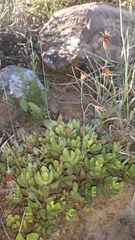 Cotyledon papillaris
