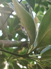Lyssomanes pauper