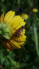 Calocoris nemoralis