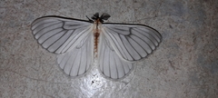 Hibrildes