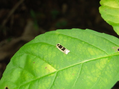 Image of Antaeotricha renselariana