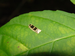 Antaeotricha renselariana
