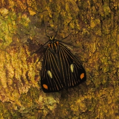 Lepidoptera