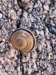 Sonorella sabinoensis