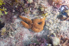 Anasterias antarctica