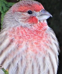 Haemorhous mexicanus