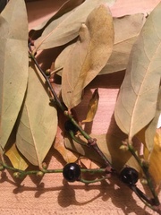 Magnoliopsida