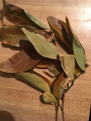 Magnoliopsida