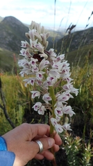 Eulophia barbata