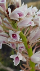 Eulophia barbata