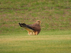Falco tinnunculus dacotiae