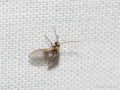 Trichomyia nuda